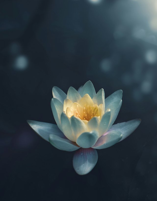 A white water lily glowing against a dark background